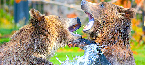 Alaskan Brown Bear Hunts